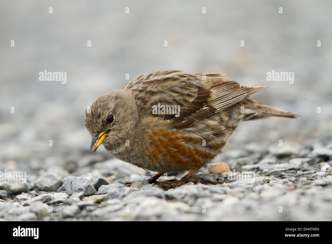 Alpine Accentor (Prunella collaris) foraging for seeds on stony ground Stock Photo
