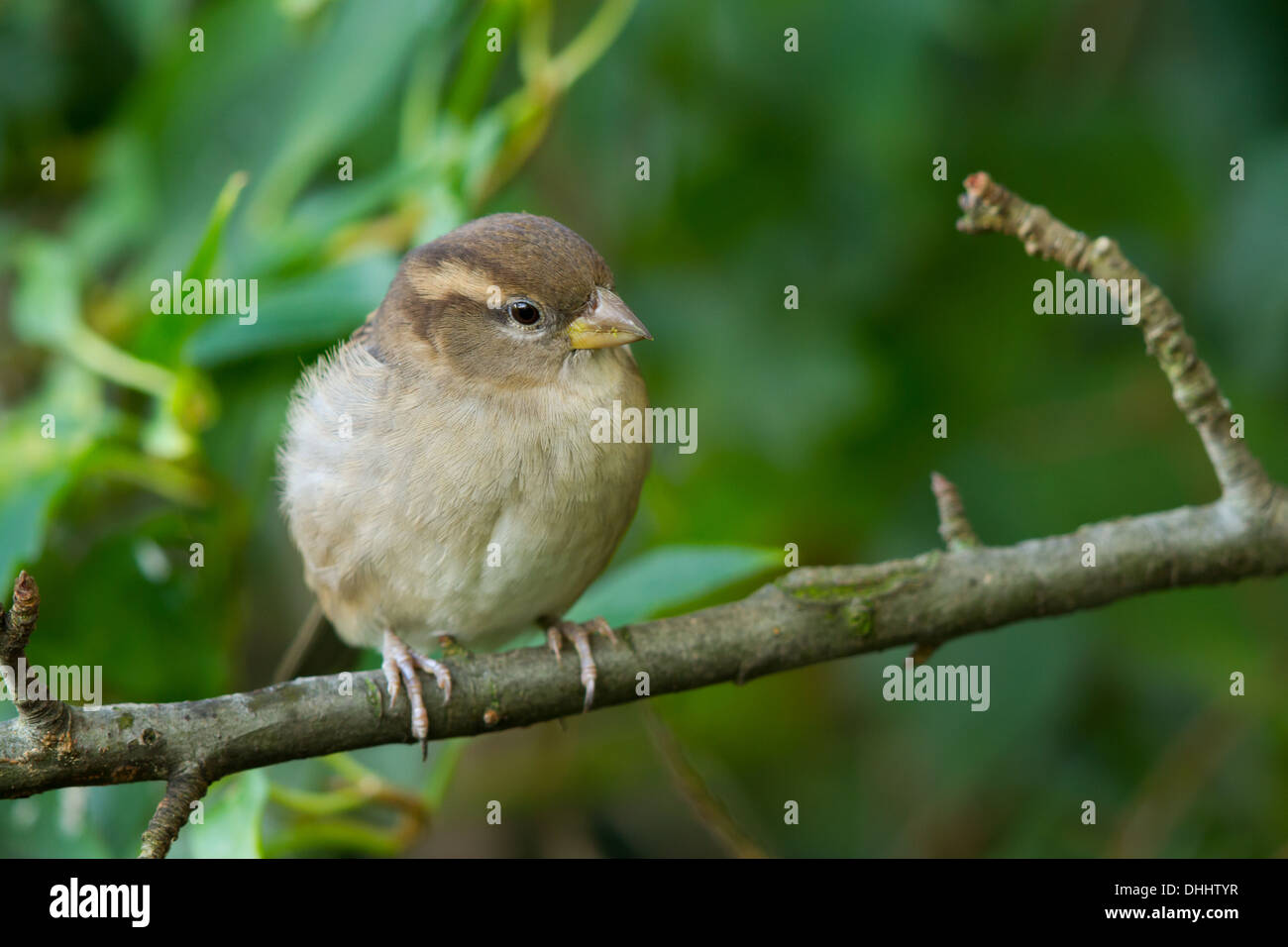 Passer Domesticus Britain British England English Europe High ...