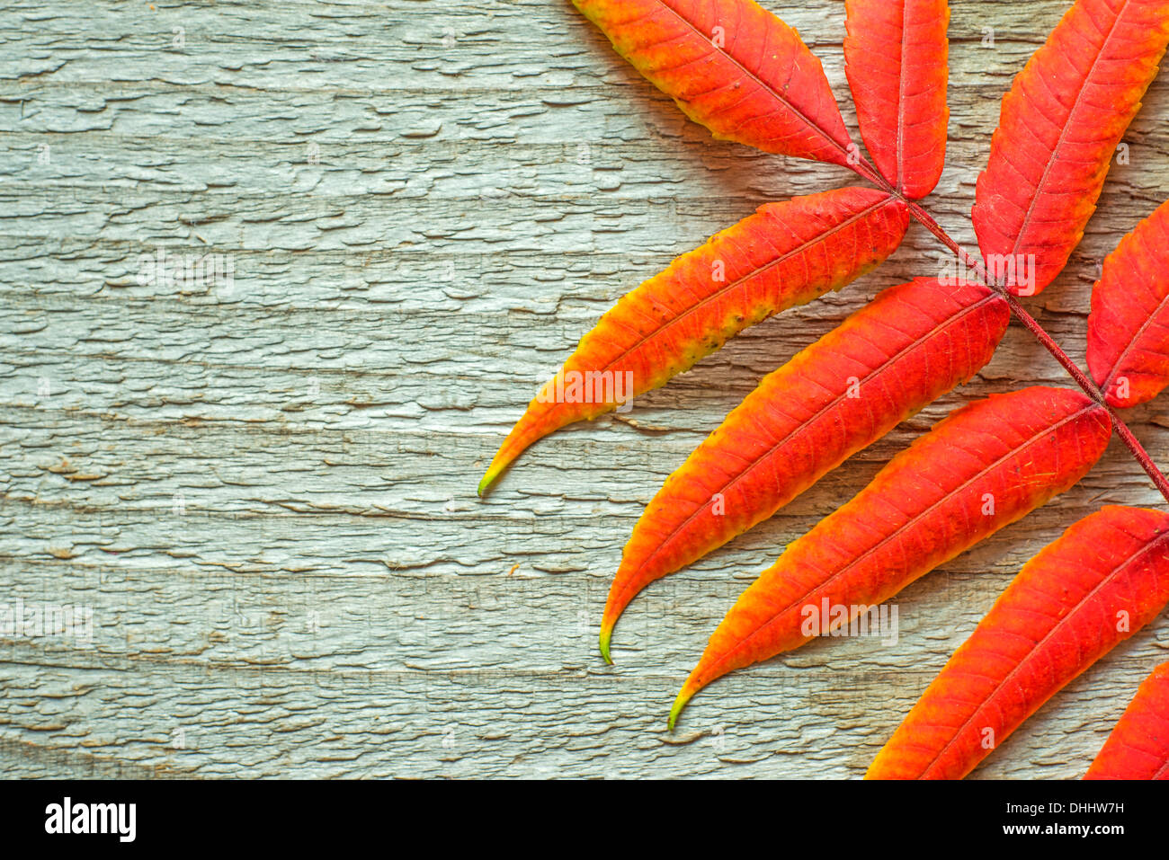 autumnal painted leaf on a plank Stock Photo