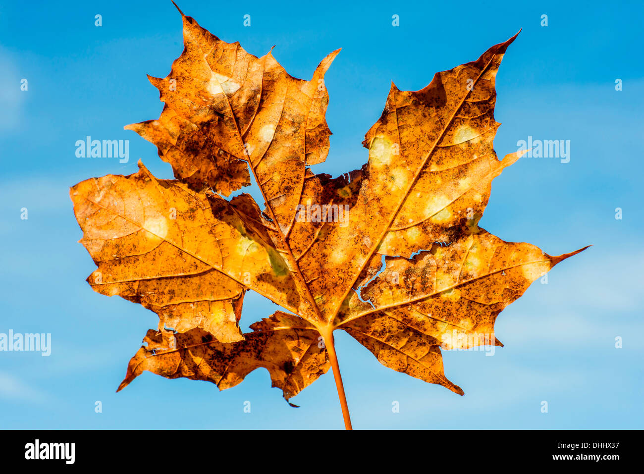 old maple leaf with cracks and holes on a blue sky Stock Photo