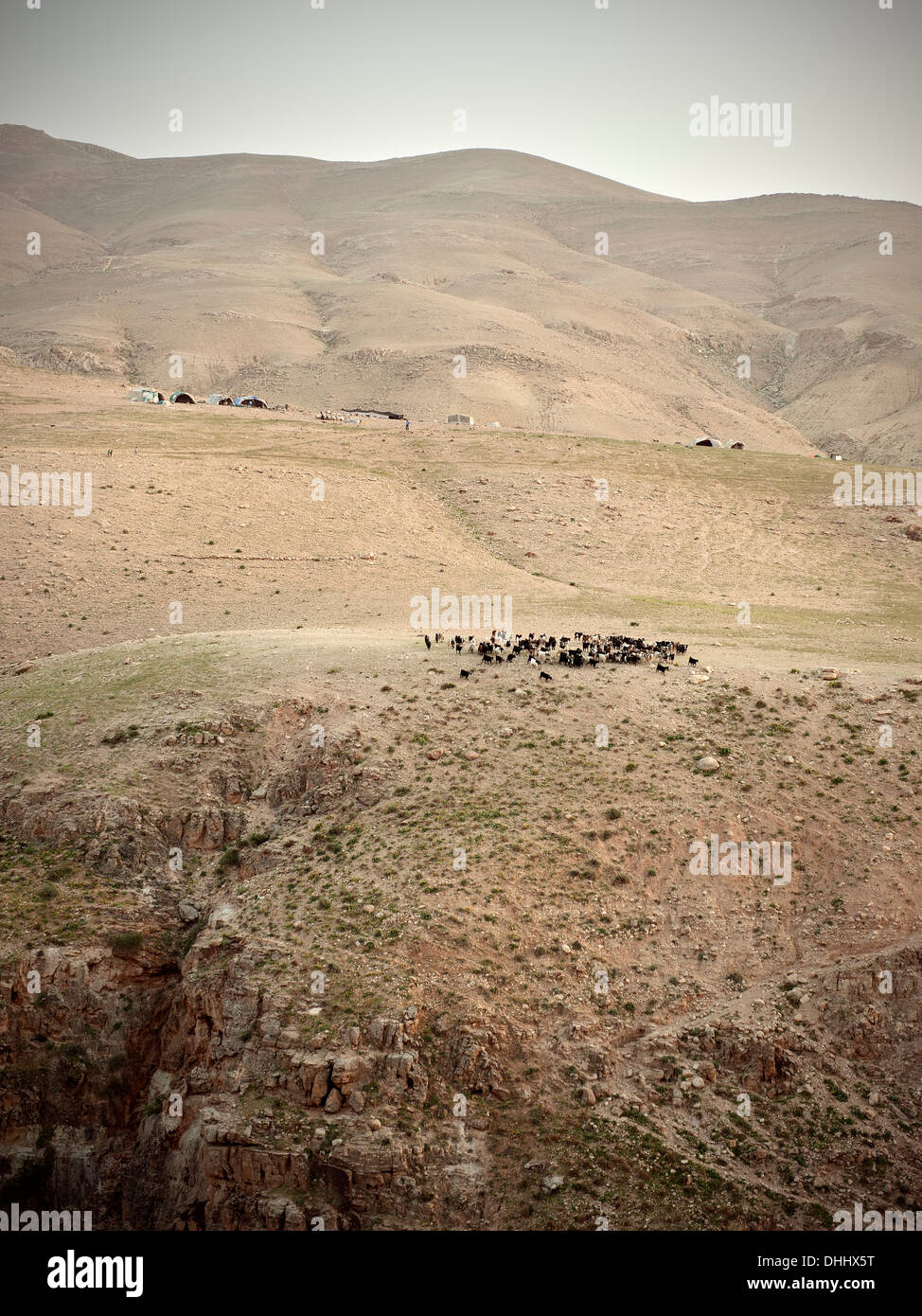 Goats and beduin tents at sparse mountains, back country of the Dead