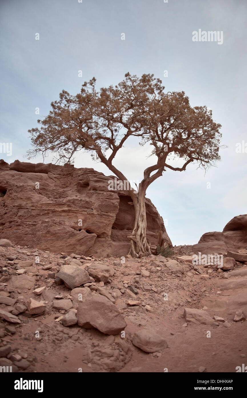 Lonely tree at Petra, UNESCO world herritage, Wadi Musa, Jordan, Middle East, Asia Stock Photo