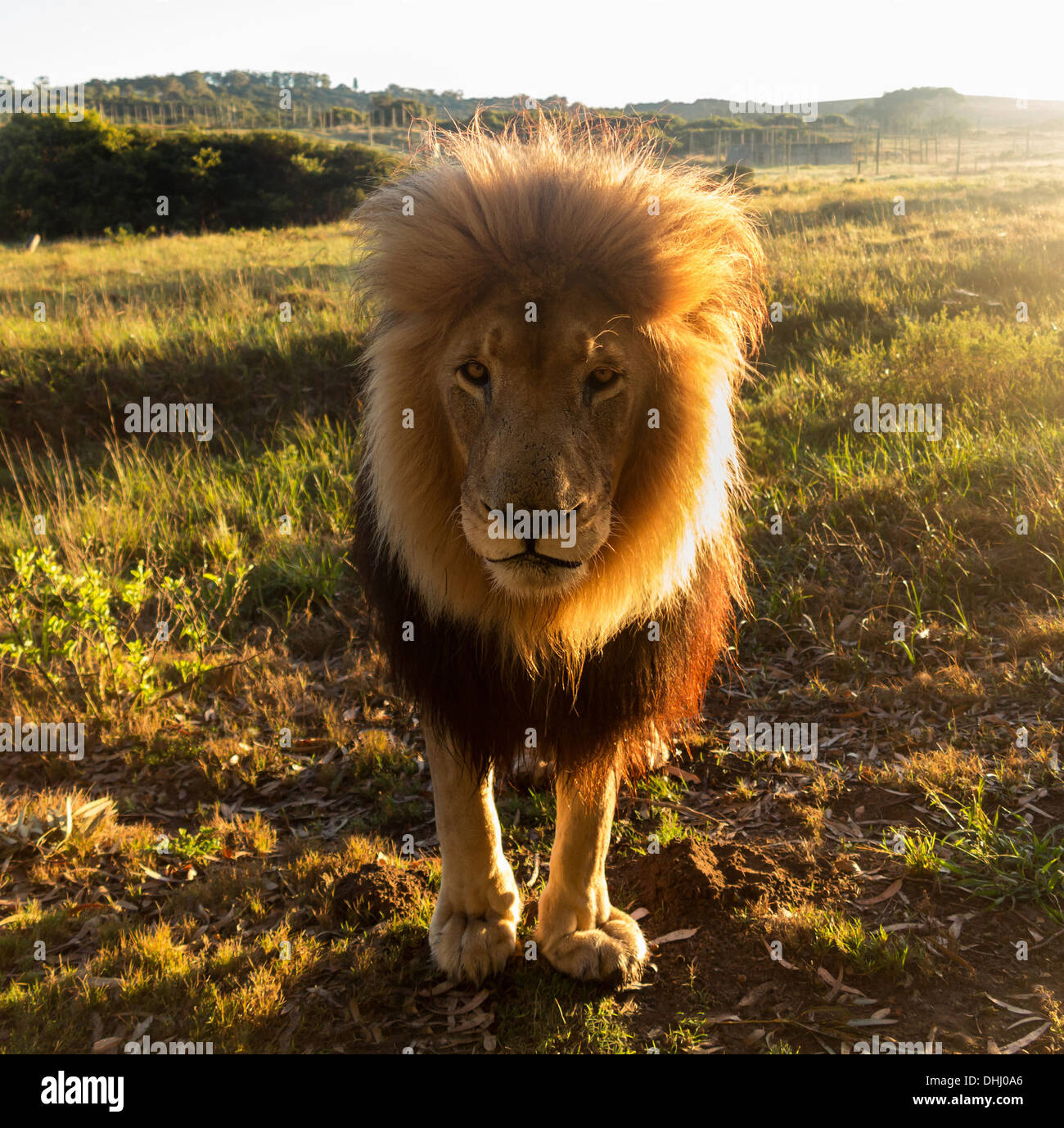 Close up of an old large male lion looking at the camera, backlit, South Africa Stock Photo