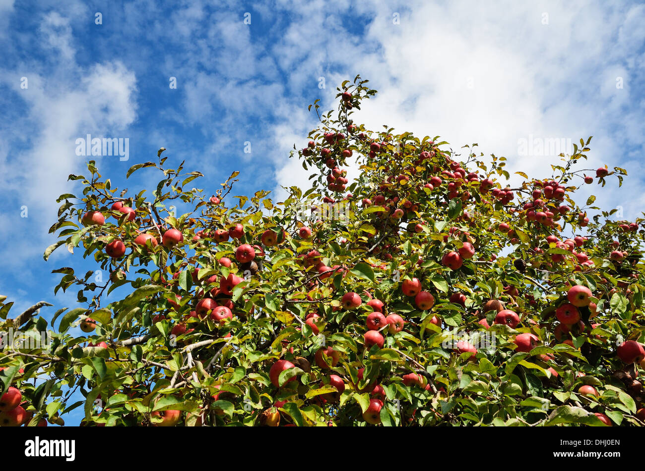 Mature apple tree Stock Photo Alamy
