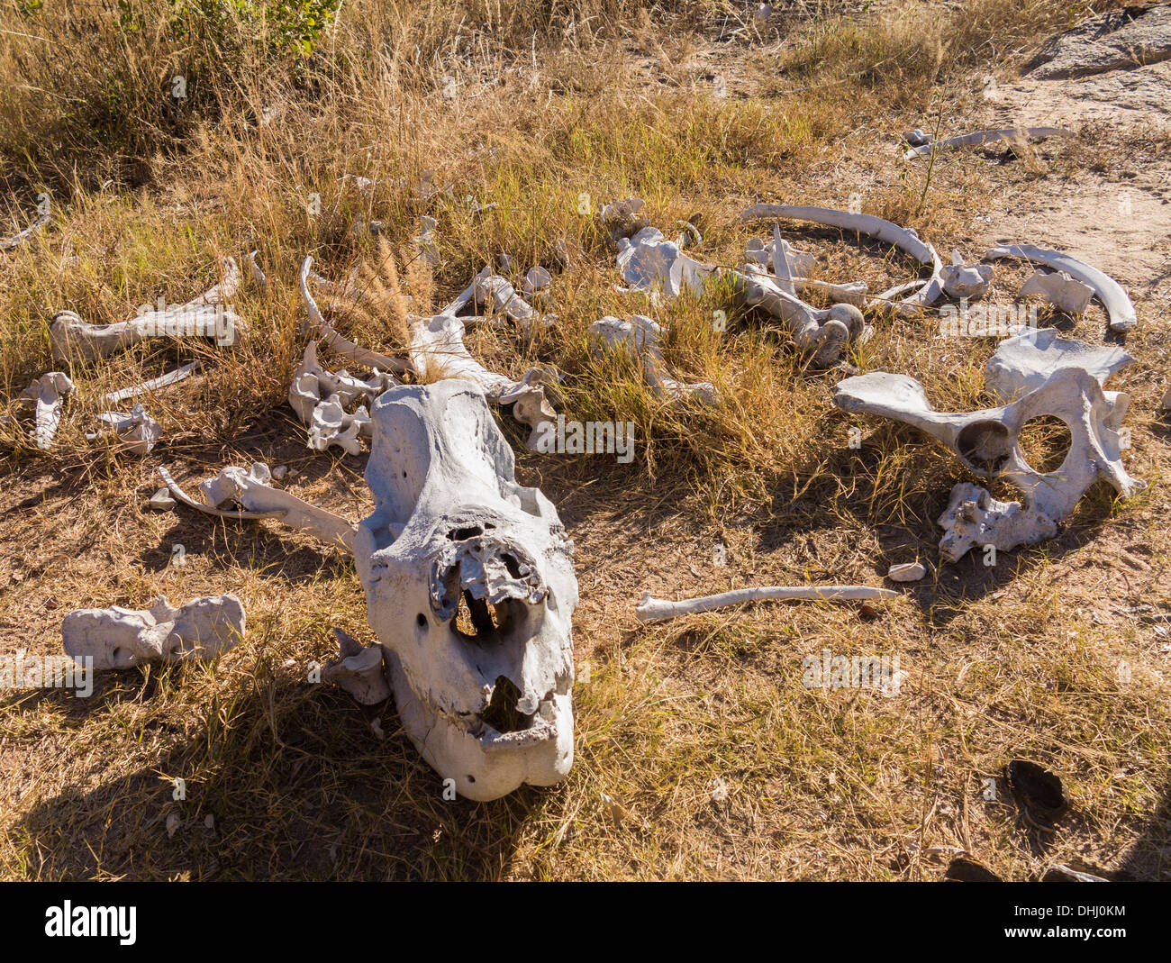 Skull and bones of a rhino likely killed for its horn in poaching in Matobo National Park, Zimbabwe, Africa Stock Photo
