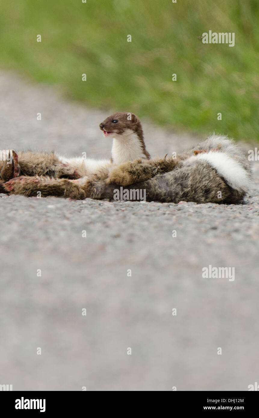 Stoat on roadside with dead Rabbit, in portrait view. Stock Photo
