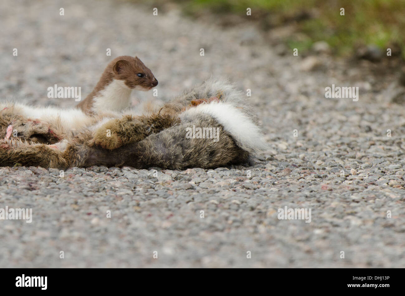Stoat on roadside with dead Rabbit. Stock Photo