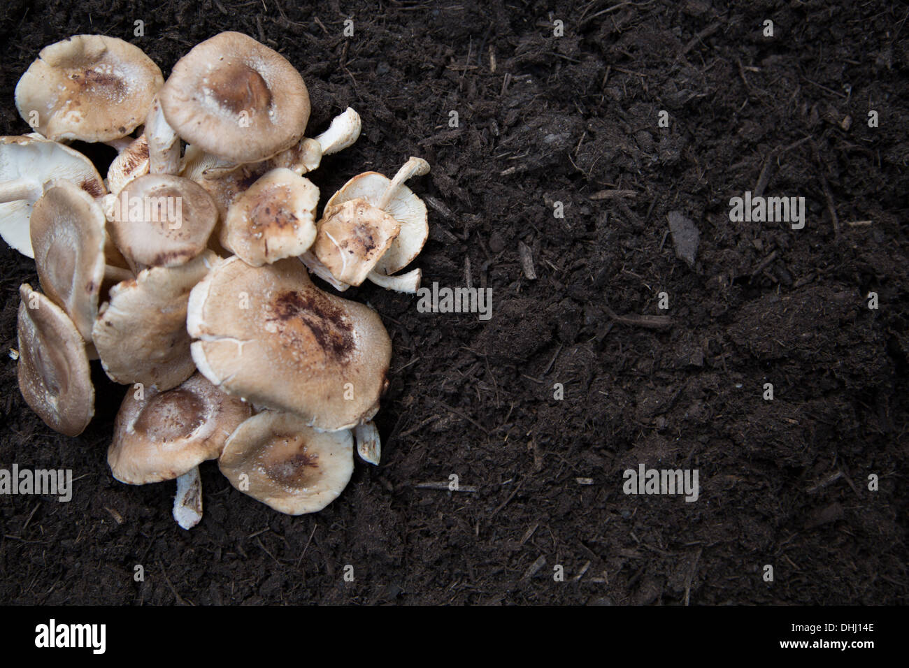 Collection of mushrooms laid on soil Stock Photo