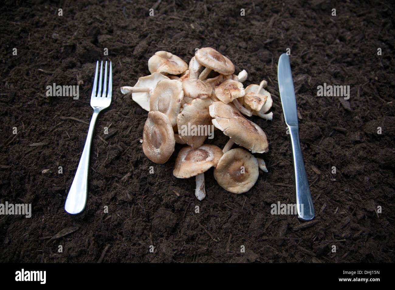 Knife and fork with mushrooms laid on soil Stock Photo