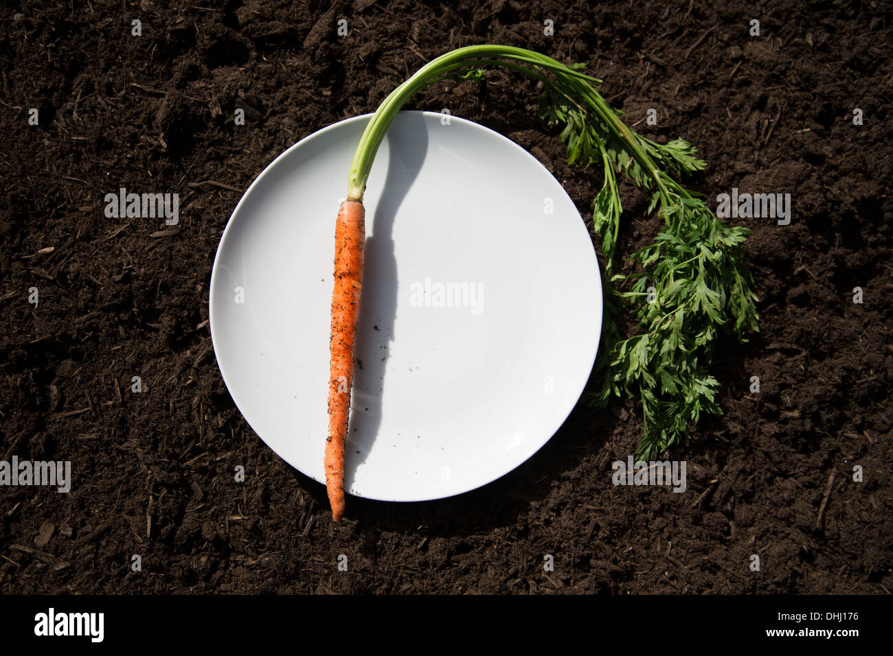 Carrot on plate laid on soil Stock Photo