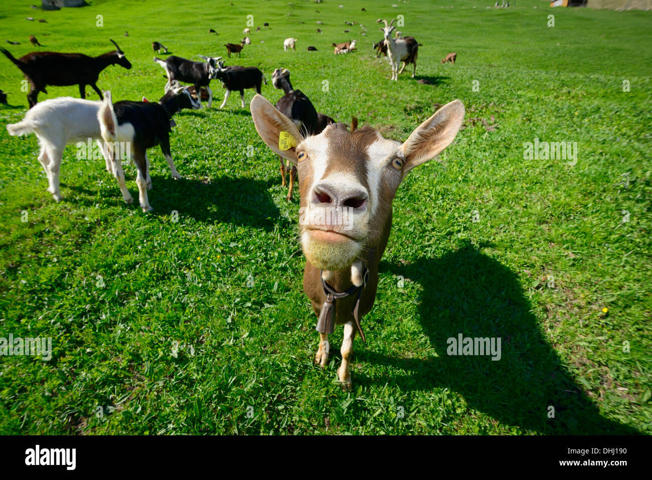 Goats standing on an alpine meadow, Walserweg, Hinterrhein, Grisons, Switzerland Stock Photo