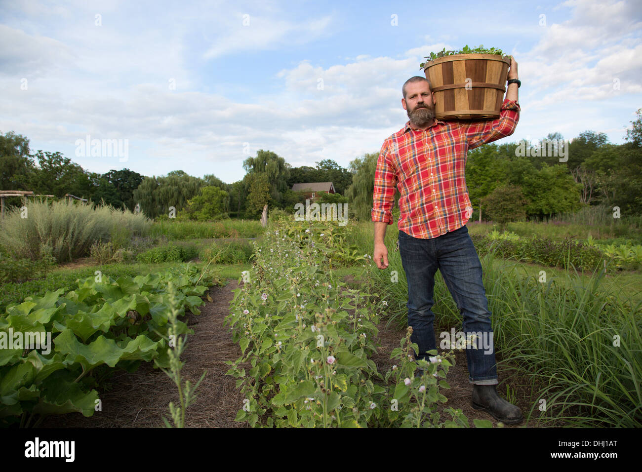 Mature man holding basket of leaves on herb farm Stock Photo