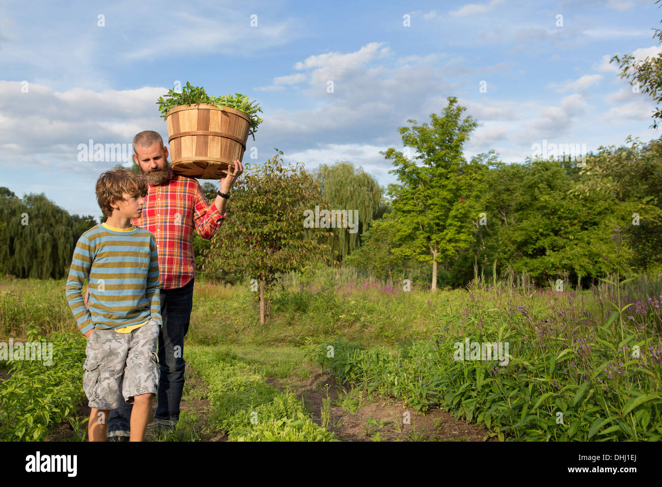 Mature man and son with basket of leaves on herb farm Stock Photo