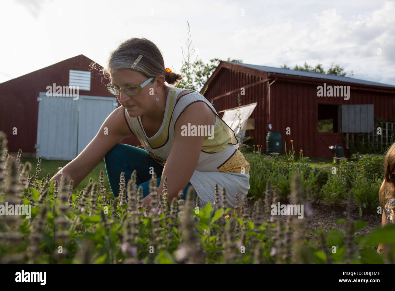 Woman picking plants on family herb farm Stock Photo
