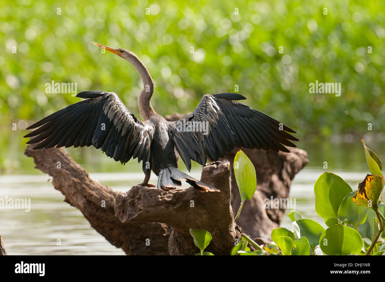 Stock photo of an Anhinga sunning on a branch Stock Photo