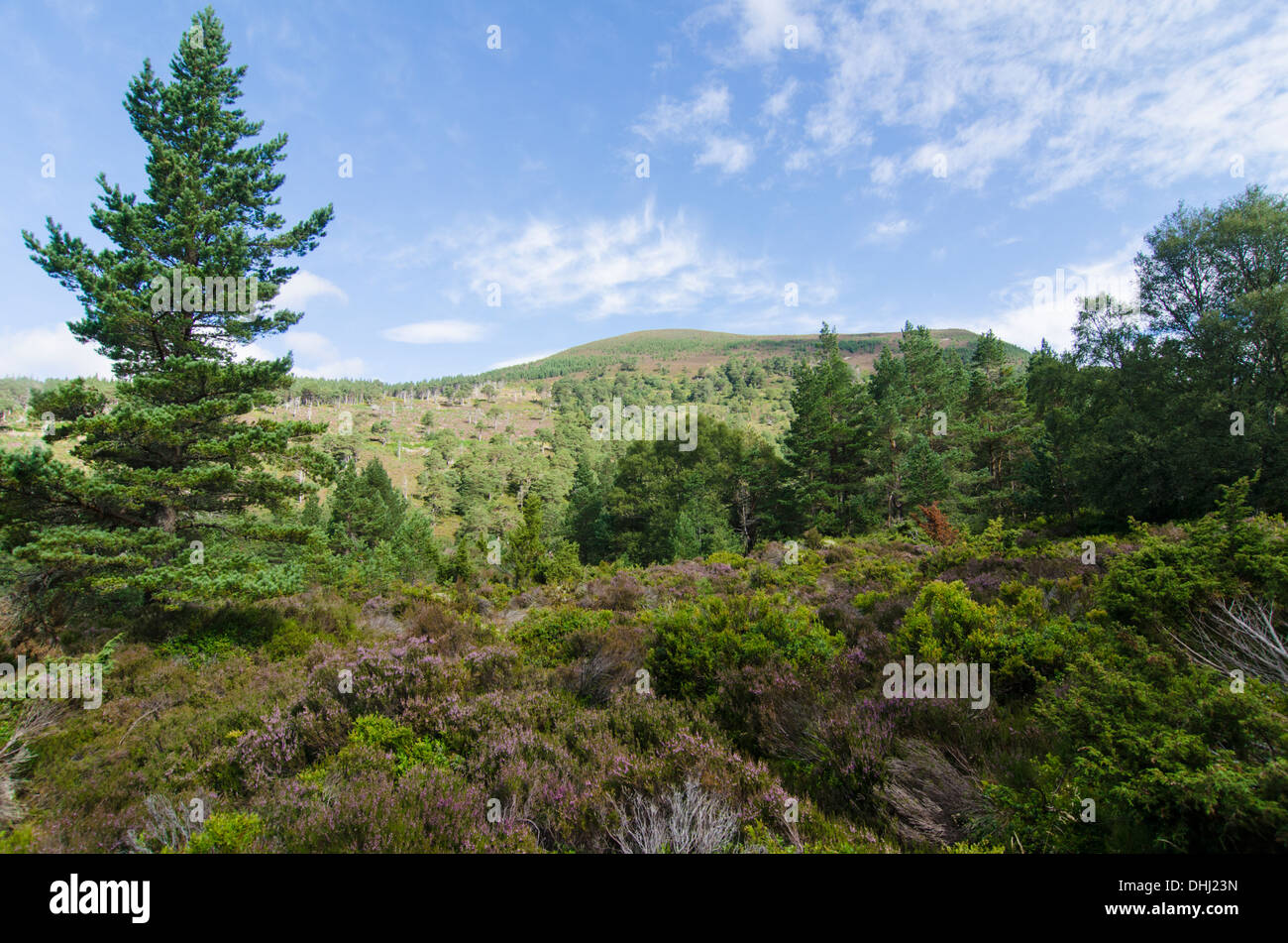 Landscape view of heather and hill. Stock Photo