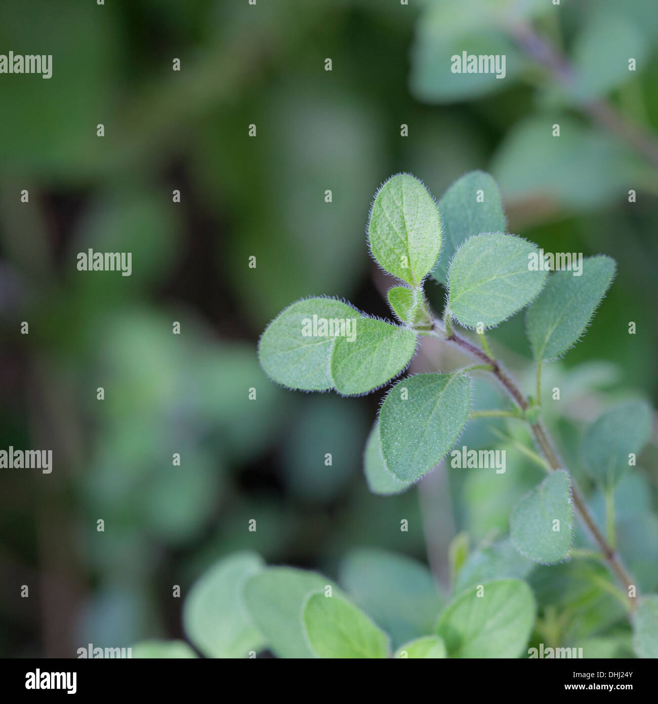 Greek Oregano (Origanum vulgare hirtum) is a classic herb used in