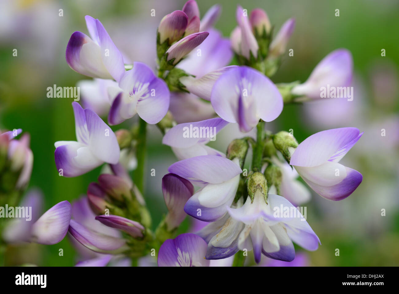 Lilac blossoms of Astragalus, Seiseralm, Dolomites, UNESCO world heritage site Dolomites, South Tyrol, Italy Stock Photo