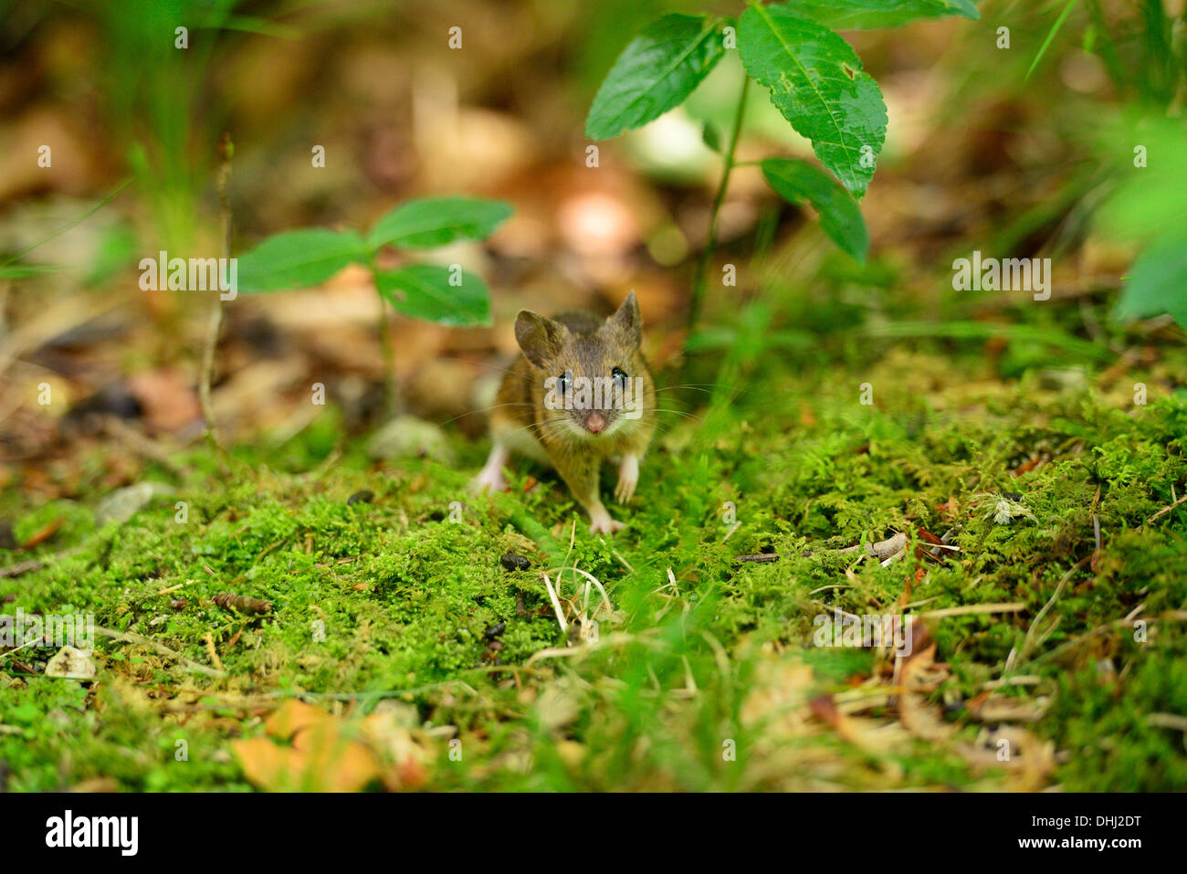 Wood mouse running over moss, Apodemus sylvaticus, Chiemgau, Chiemgau range, Upper Bavaria, Bavaria, Germany Stock Photo