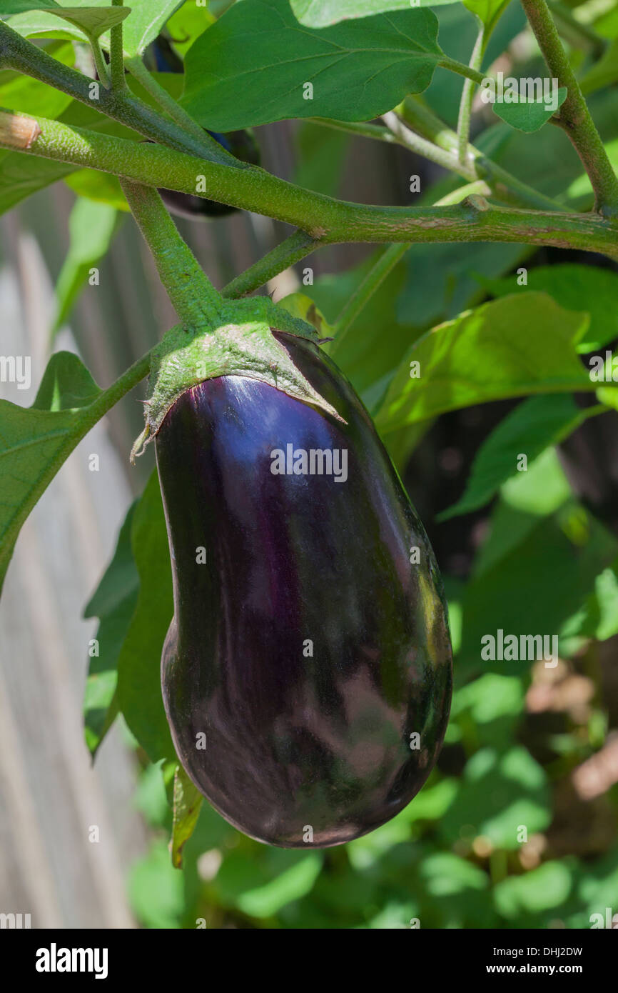 Eggplants or Aubergines Stock Photo Alamy