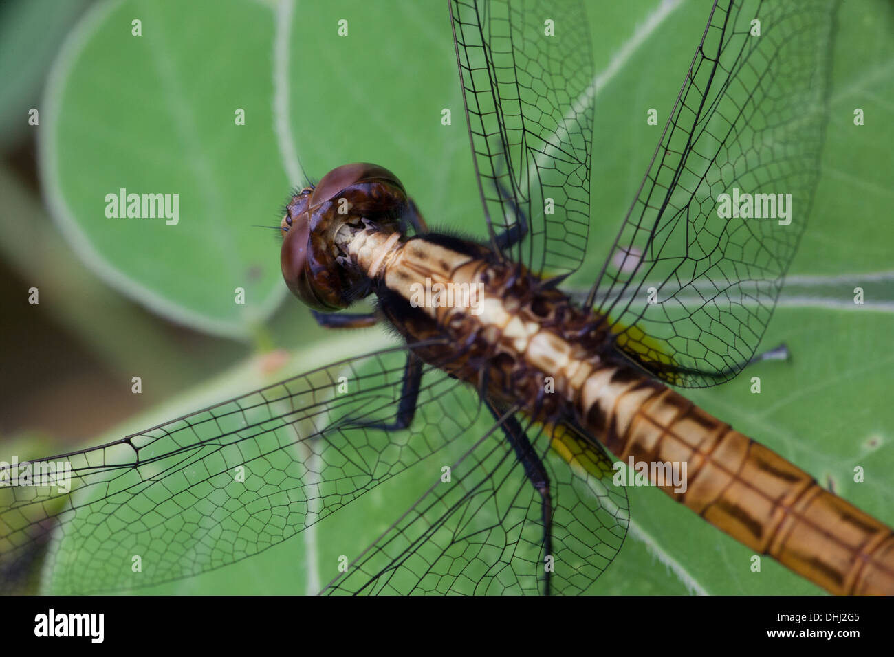 Closeup of dragonfly in Cienaga las Macanas Nature reserve, Herrera province, Republic of Panama. Stock Photo