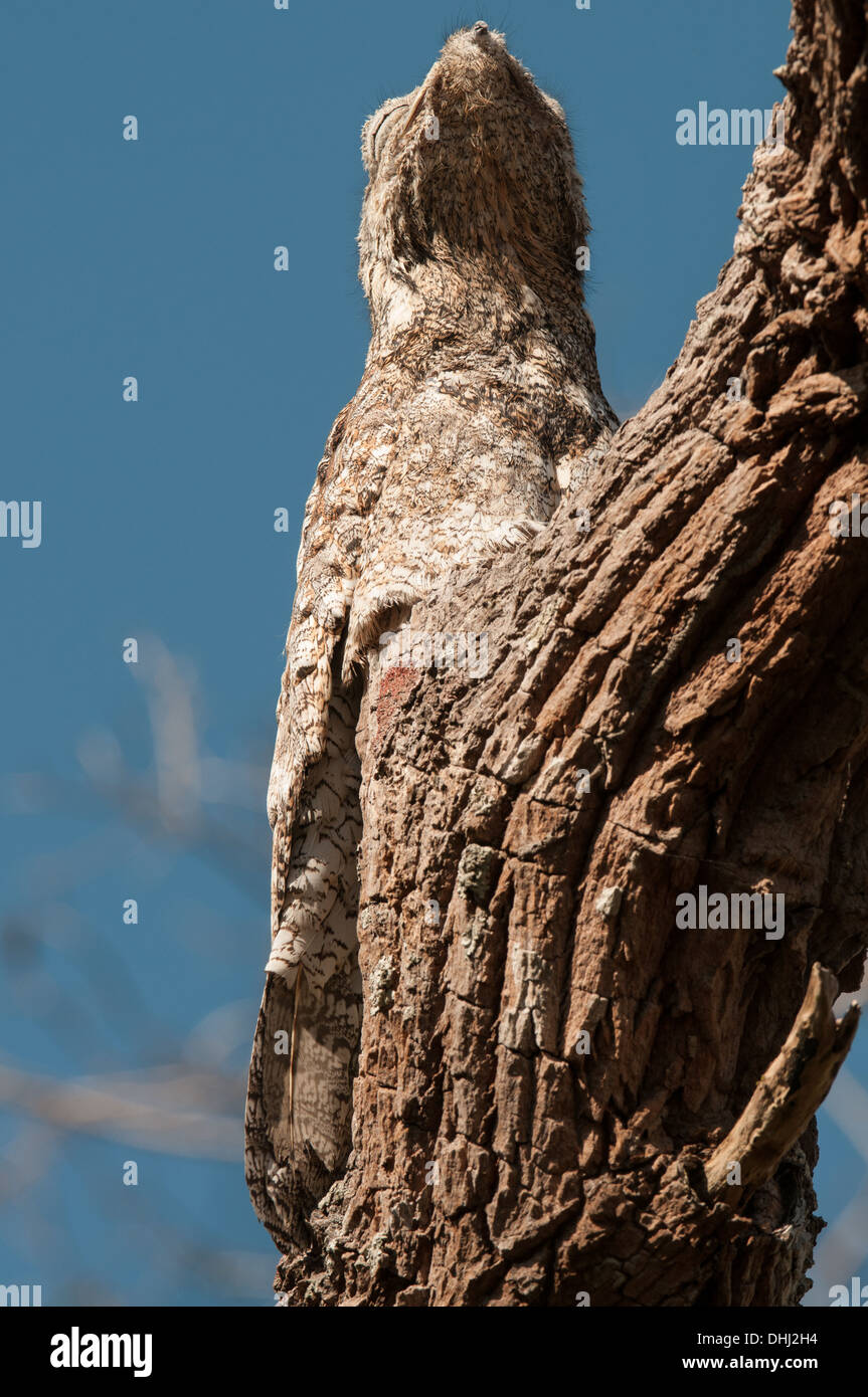 Stock photo of a great potoo perched on a branch, Pantanal, Brazil. Stock Photo