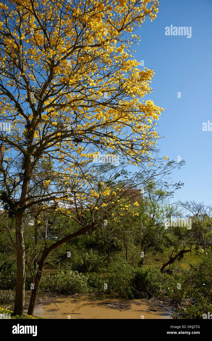 Blossoming Golden Trumpet Tree in southern Brazil's spring time Stock Photo
