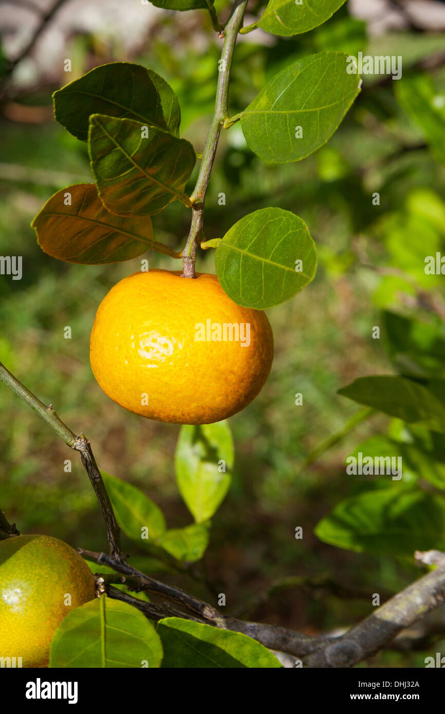 Mandarin Oranges Stock Photos & Mandarin Oranges Stock Images Alamy