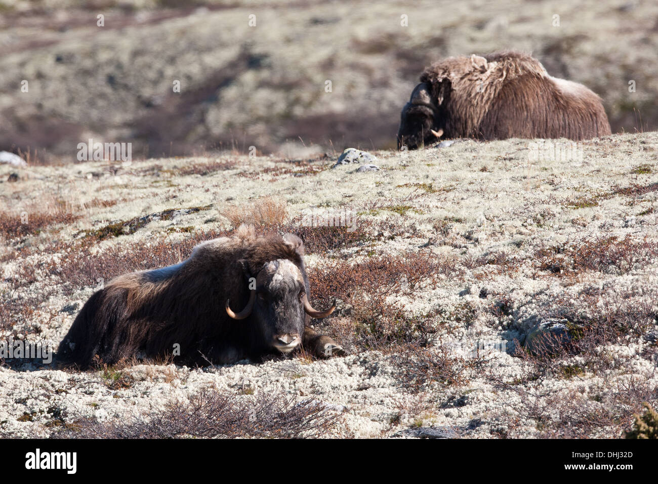Two Musk Oxen, Ovibos moschatus, resting in the sun in Dovrefjell National Park, Dovre, Norway. Stock Photo