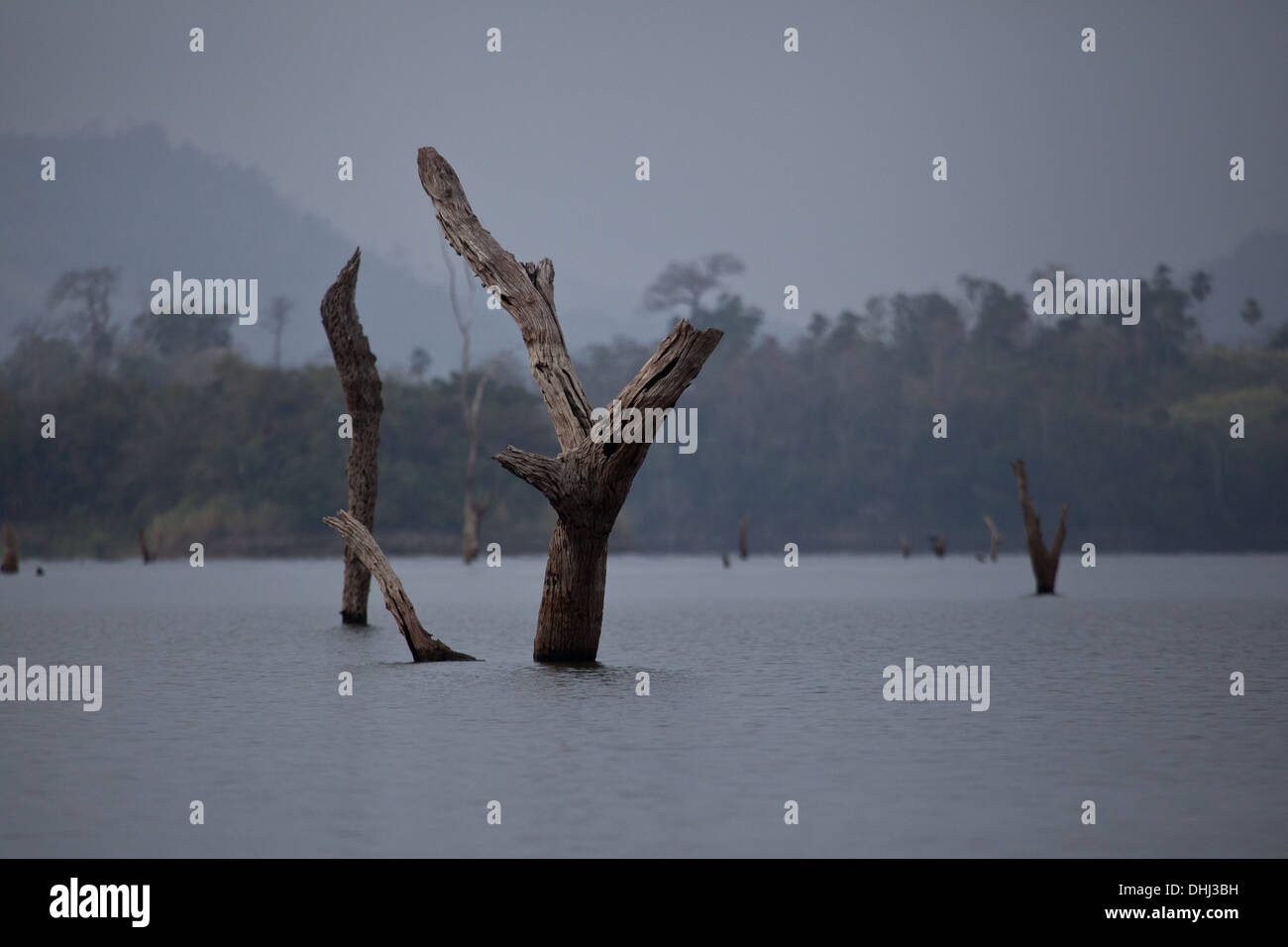 Tree trunks in Lago Bayano, an artificial lake, Panama province, Republic of Panama. Stock Photo
