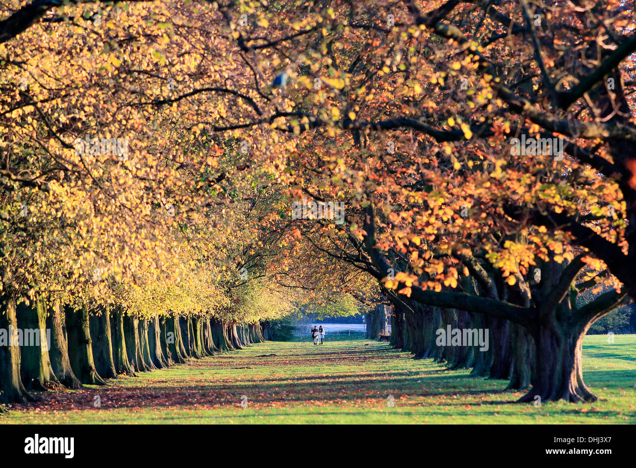 Coombe Abbey Park >> Coombe Abbey Park Stock Photo 62478479 Alamy Coombe Abbey Park >> Coombe Abbey Park Stock Photo 62478479 Alamy