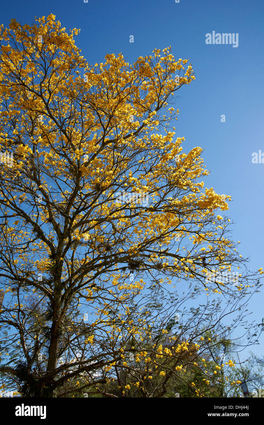 Blossoming Golden Trumpet Tree in southern Brazil's spring time Stock Photo