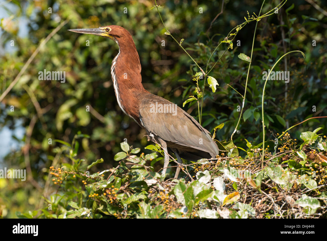 Stock photo of a rufescent tiger heron in a tree. Stock Photo