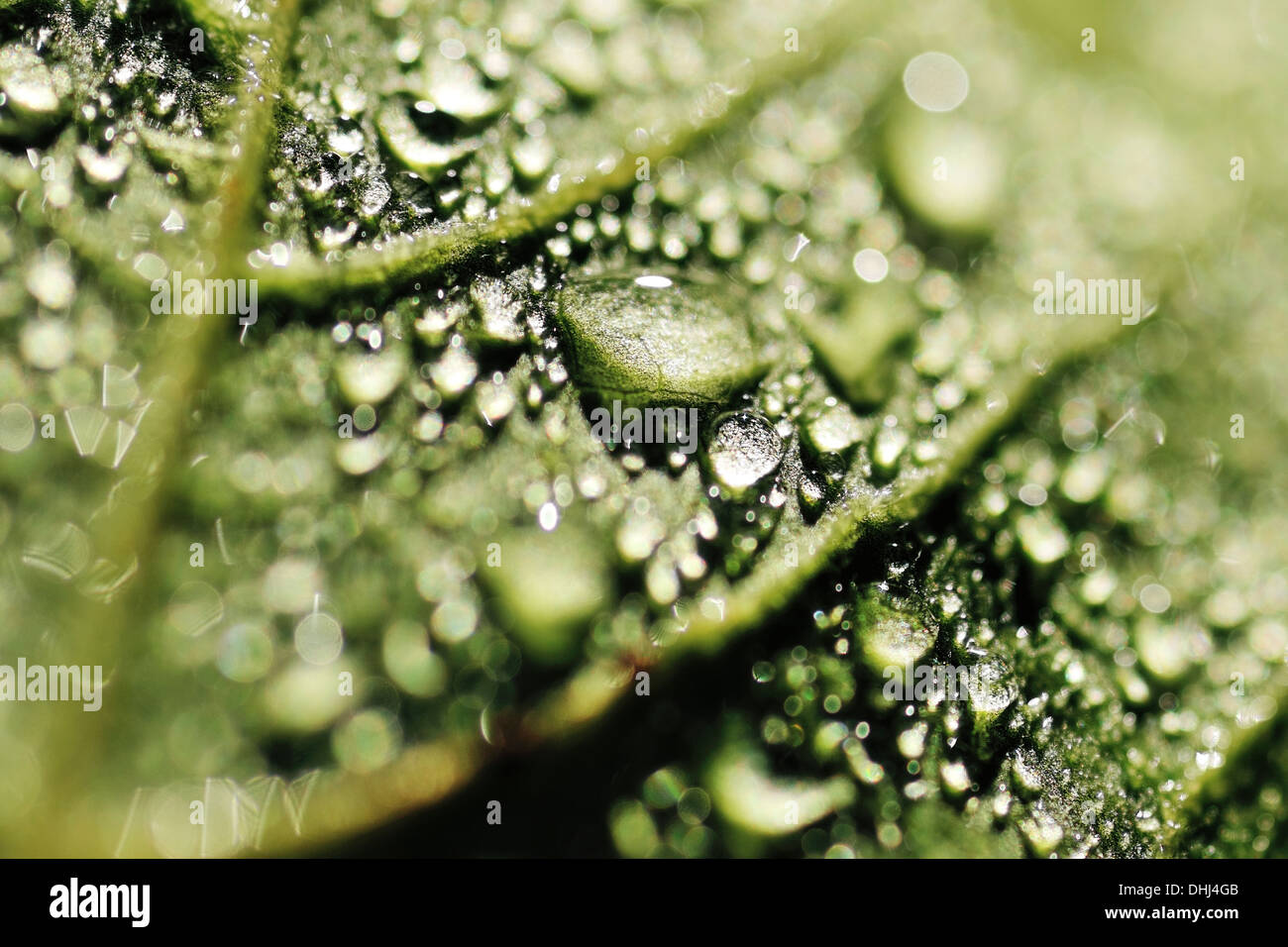 Extreme close up of dew drops on the back of a green Cherry Tree leaf Stock Photo