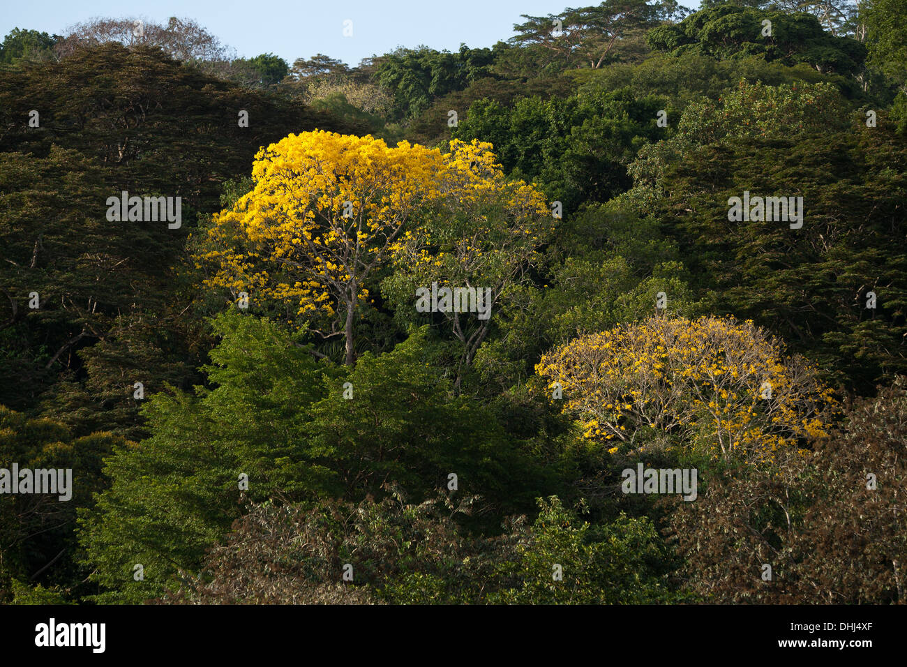 Flowering yellow Gold Trees in Soberania National Park, Republic of Panama. Stock Photo