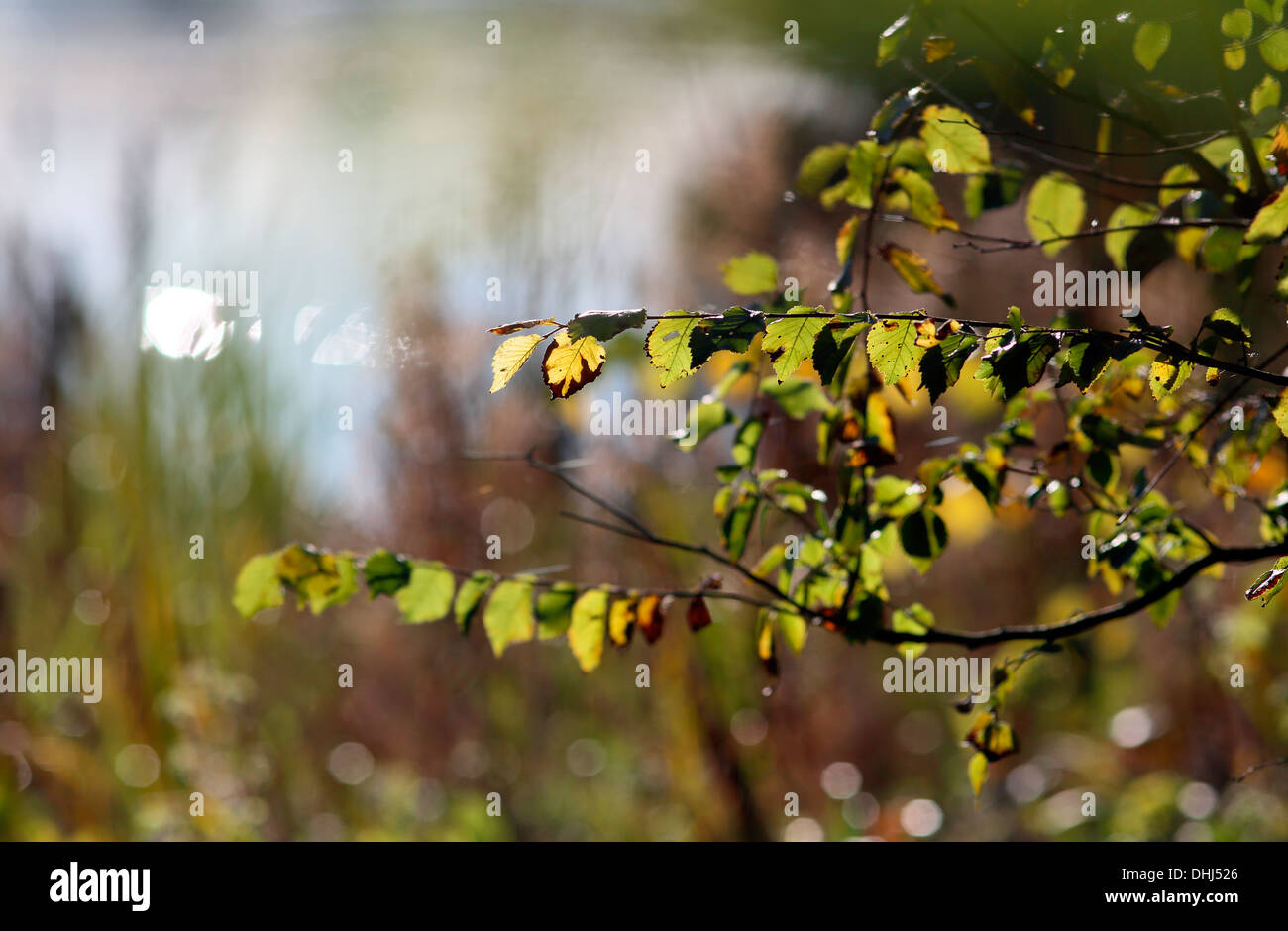 Depth of field with branches hi-res stock photography and images - Alamy
