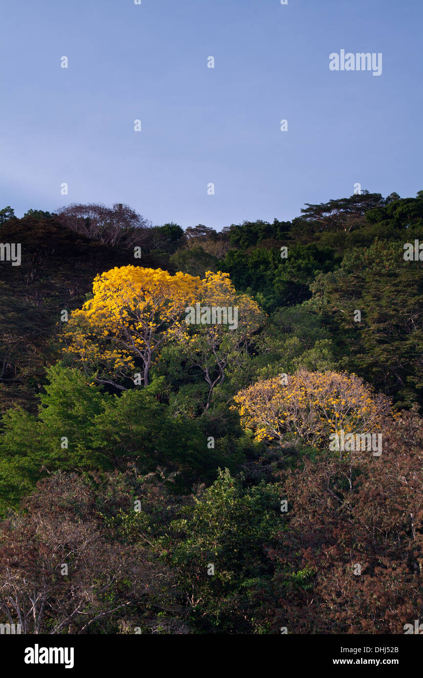 Flowering yellow Gold Trees in Soberania National Park, Republic of Panama. Stock Photo