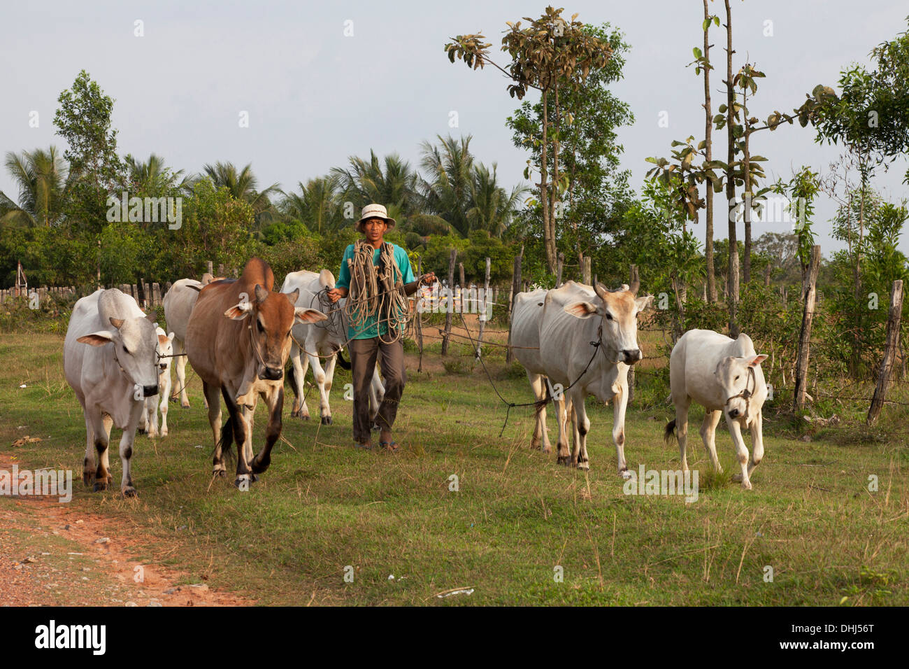 Farmer with cattles in the Kampot province, Cambodia, Asia Stock Photo