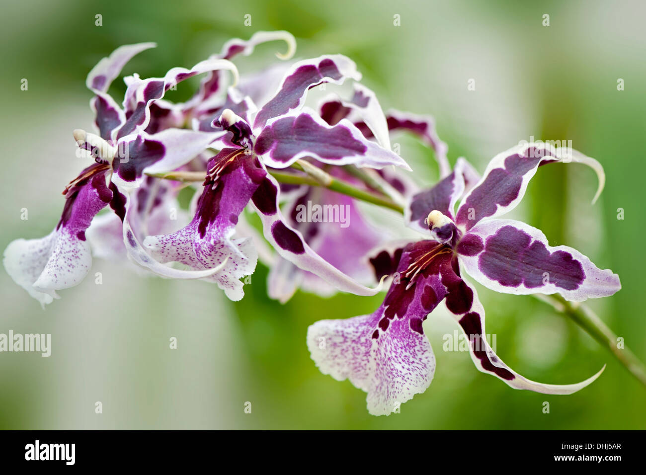 Close-up image of the beautiful Beallara Peggy Ruth Carpenter purple orchid flowers, taken against a soft background. Stock Photo