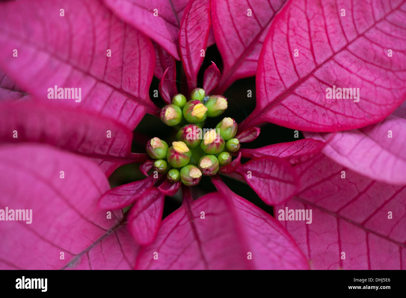 Close-up, full frame image of the vibrant houseplant  Poinsettia Lipstick Pink - Euphorbia pulcherrima 'Lipstick Pink' Stock Photo
