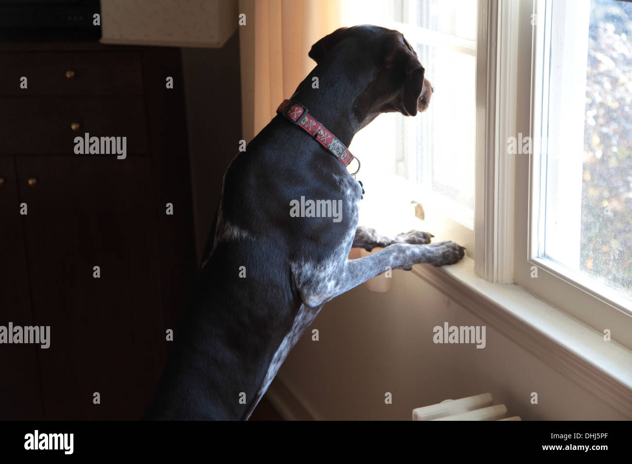 German Short-Haired Pointer looking outside Stock Photo