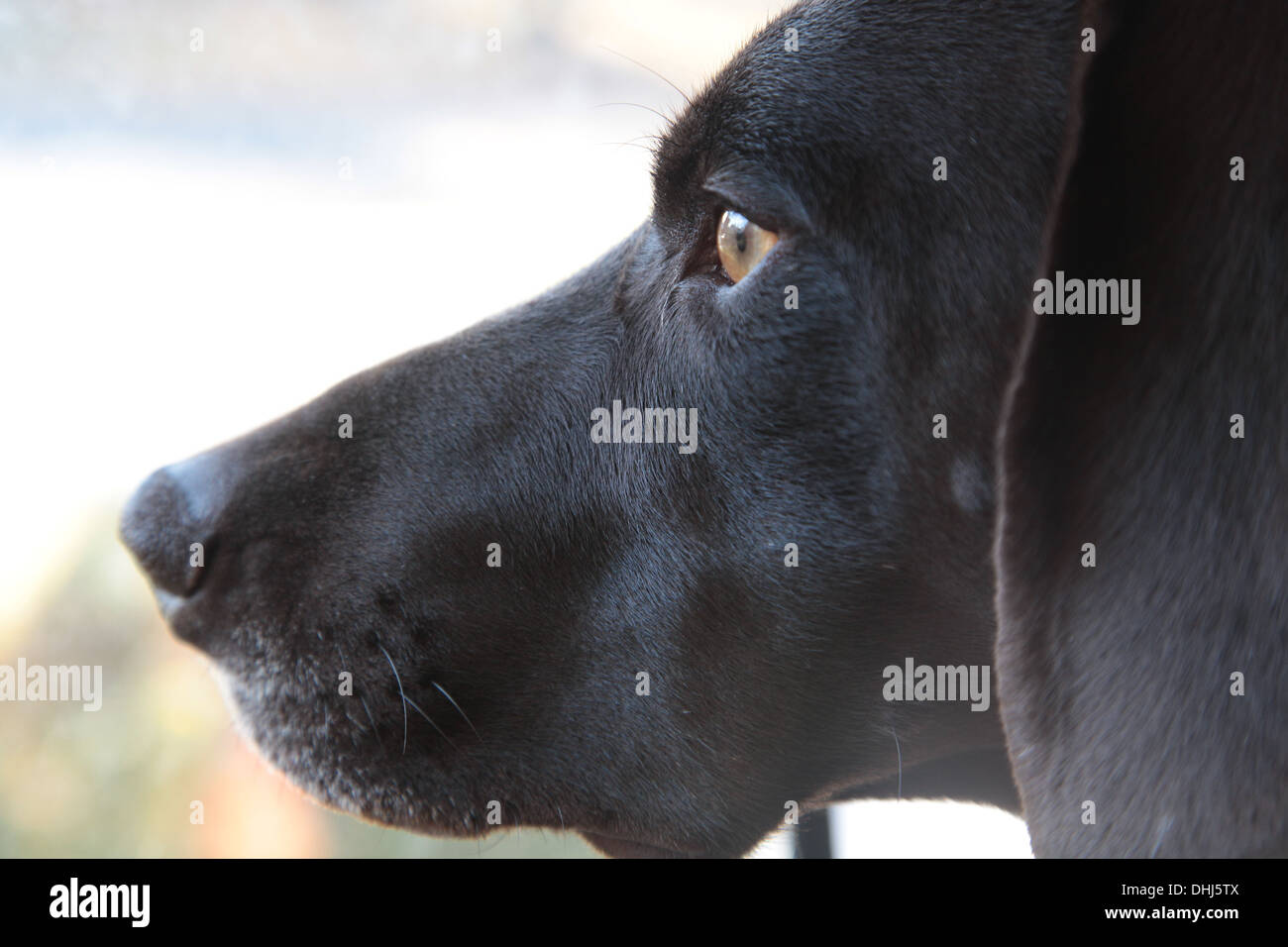 German Short-Haired Pointer looking outside Stock Photo