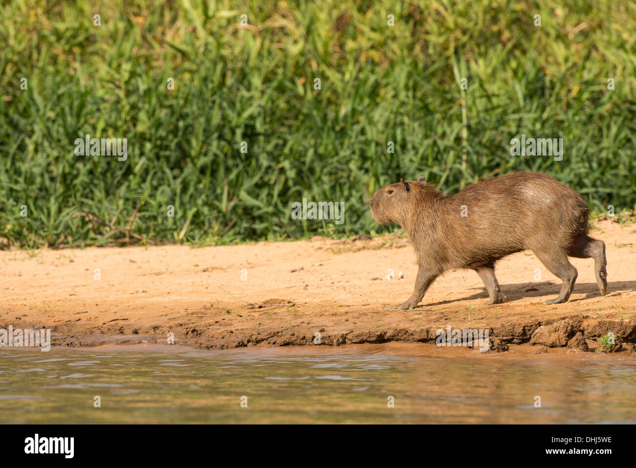 Stock photo of a capybara walking along the beach, Pantanal, Brazil. Stock Photo