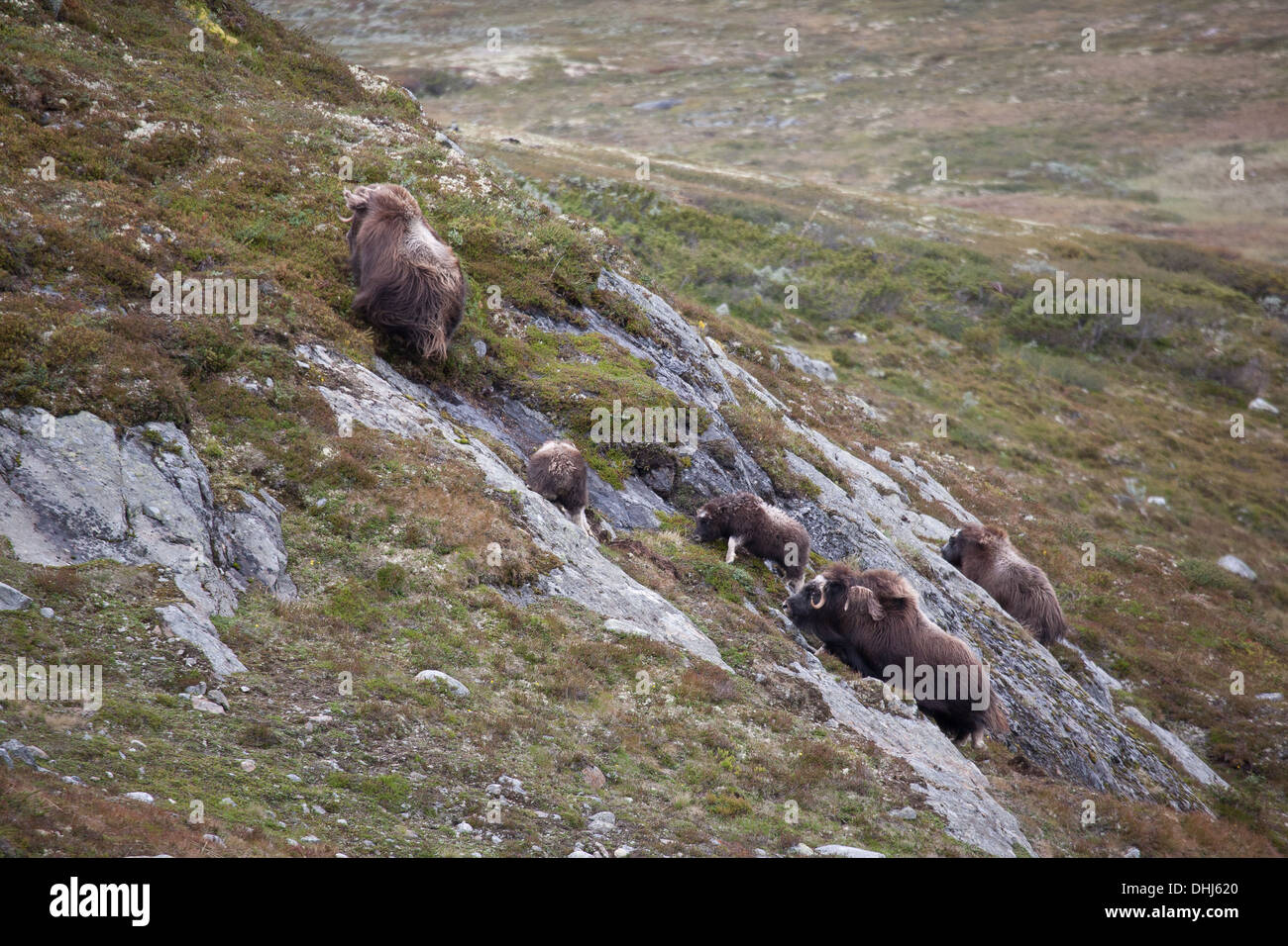 A flock of Musk Oxen, Ovibos moschatus, in Dovrefjell National Park, Dovre, Norway. Stock Photo