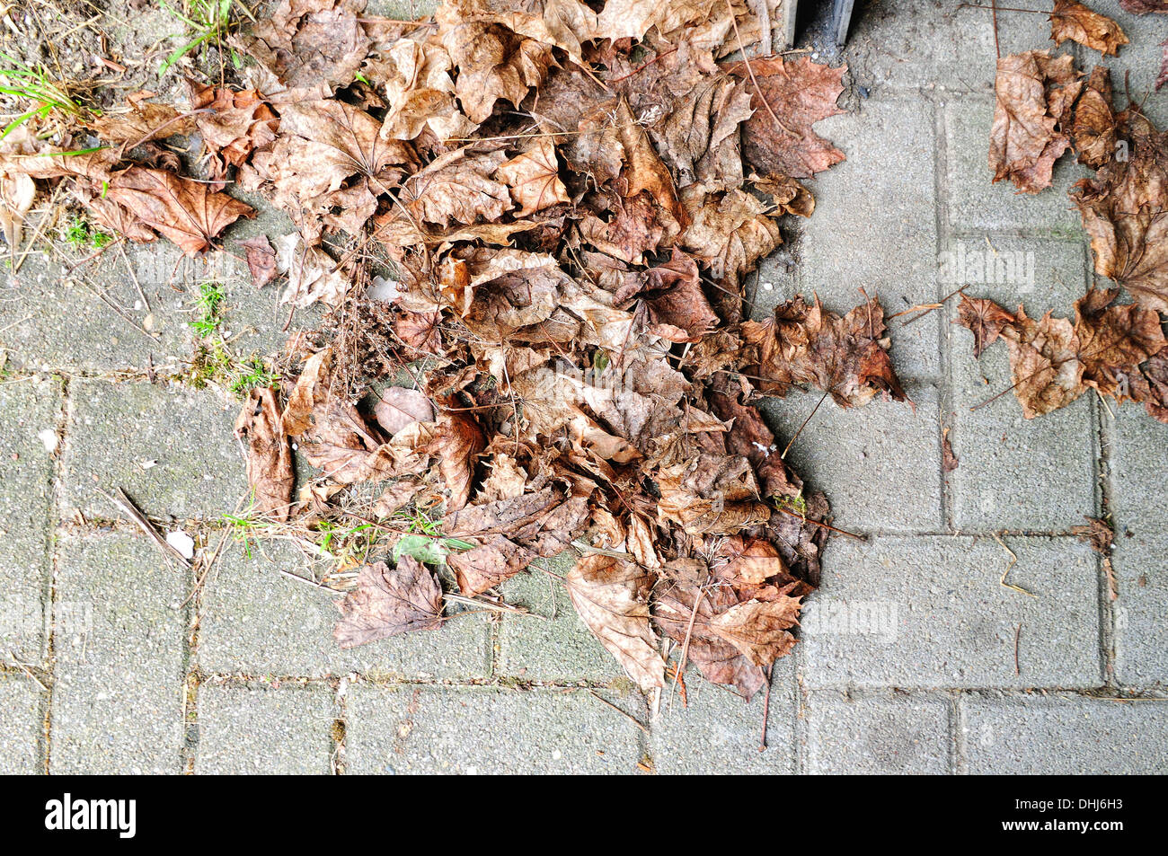 dry leaves blown in by the wind Stock Photo - Alamy