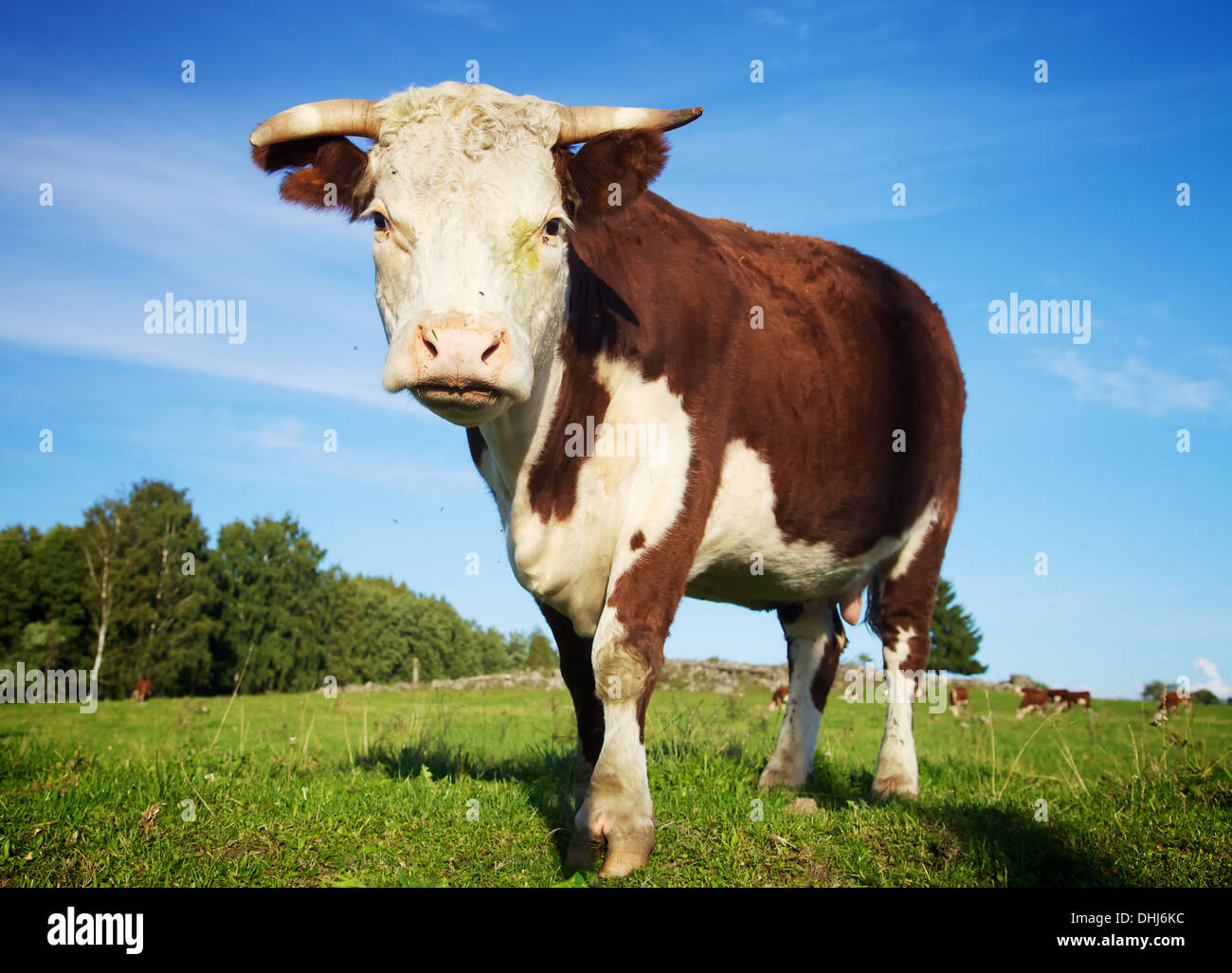 Big cow standing on the meadow in summer Stock Photo