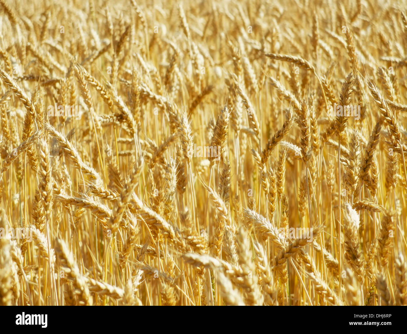 Golden wheat crop grown in the field and bathing in sunlight Stock Photo