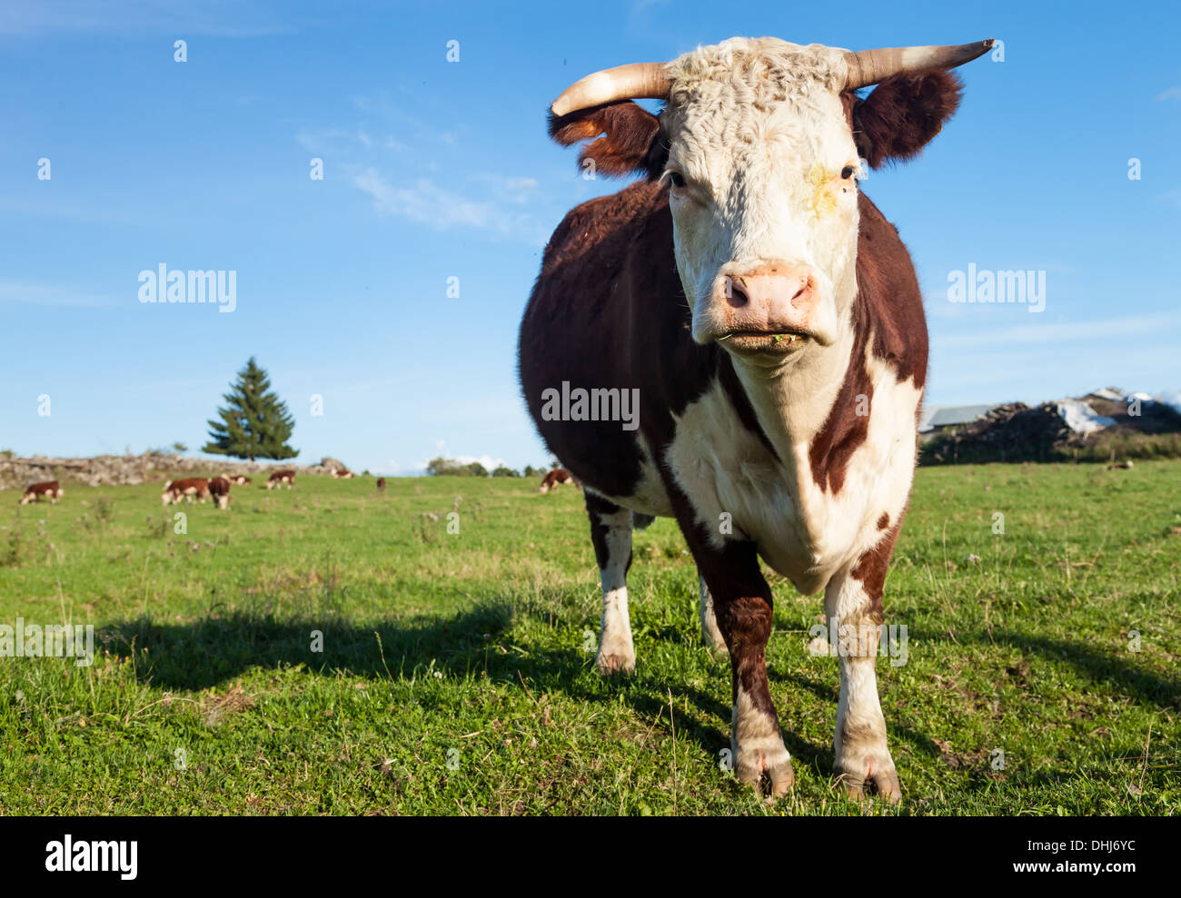 Hereford cow staring while grazing on the meadow. Stock Photo