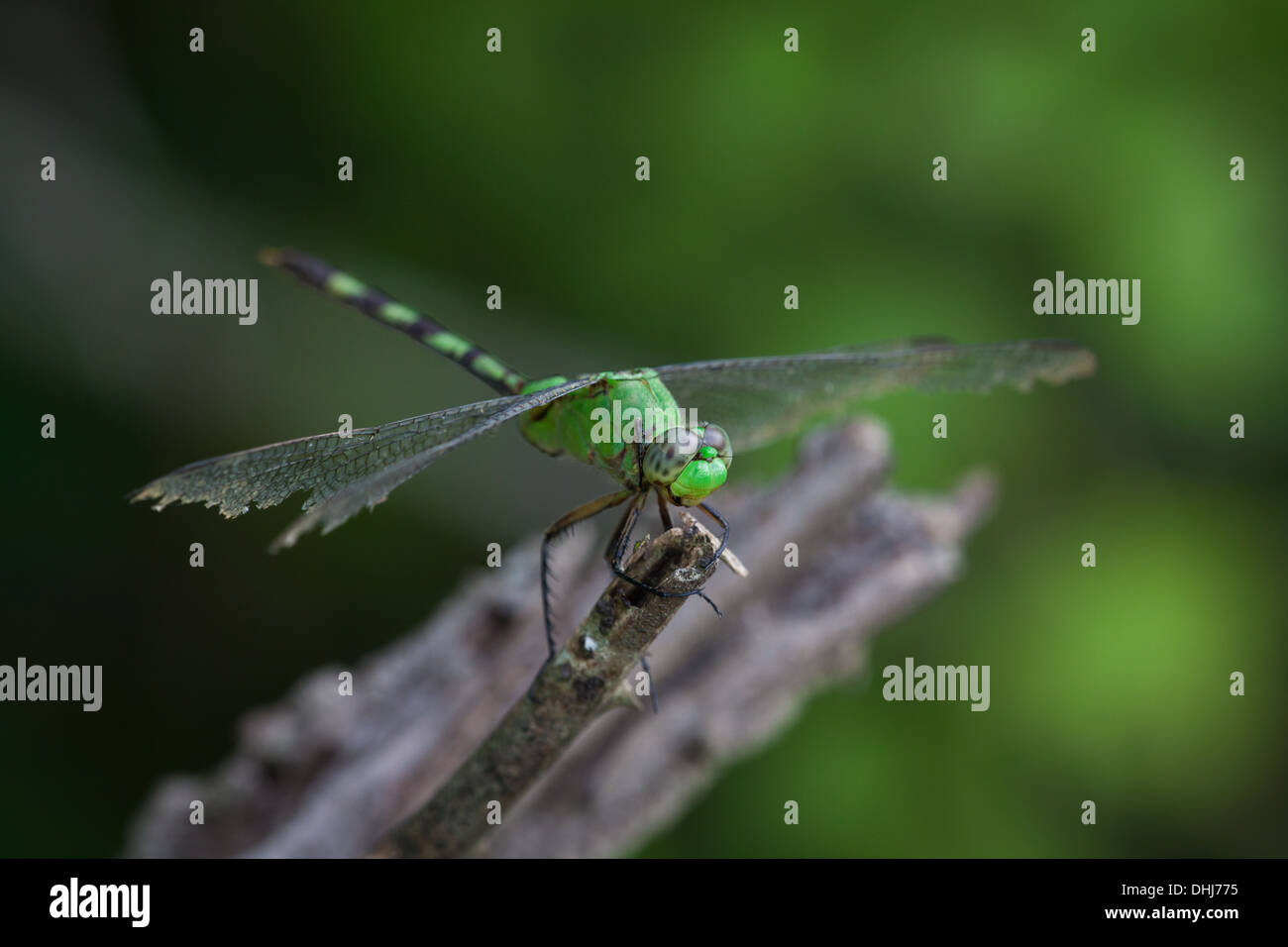 Green dragonfly in Cienaga las Macanas, Herrera province, Republic of Panama. Stock Photo