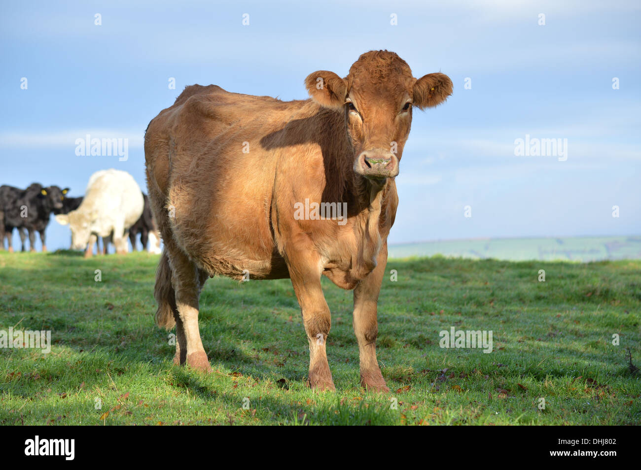 cow moves away from rest of the herd to investigate on a bright sunny morning Stock Photo